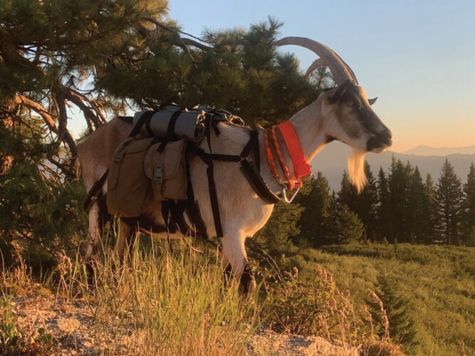 Hunting with Pack Goats